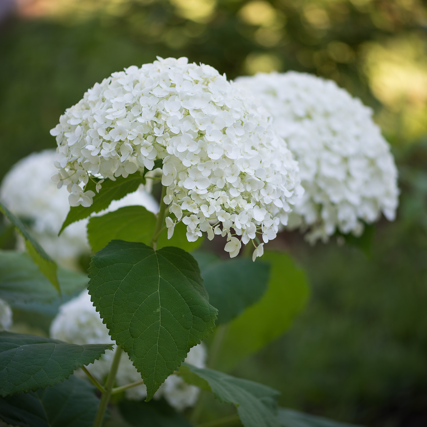 Image of Hydrangea arborescens specimen.