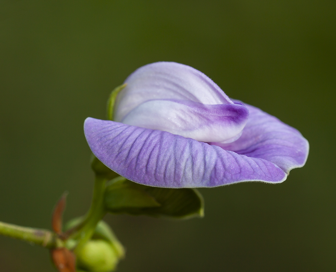 Изображение особи Clitoria macrophylla.