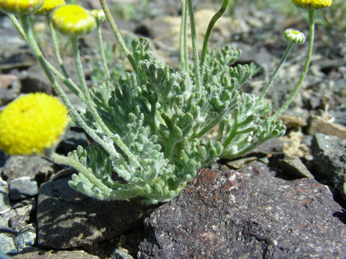 Image of Cancrinia discoidea specimen.