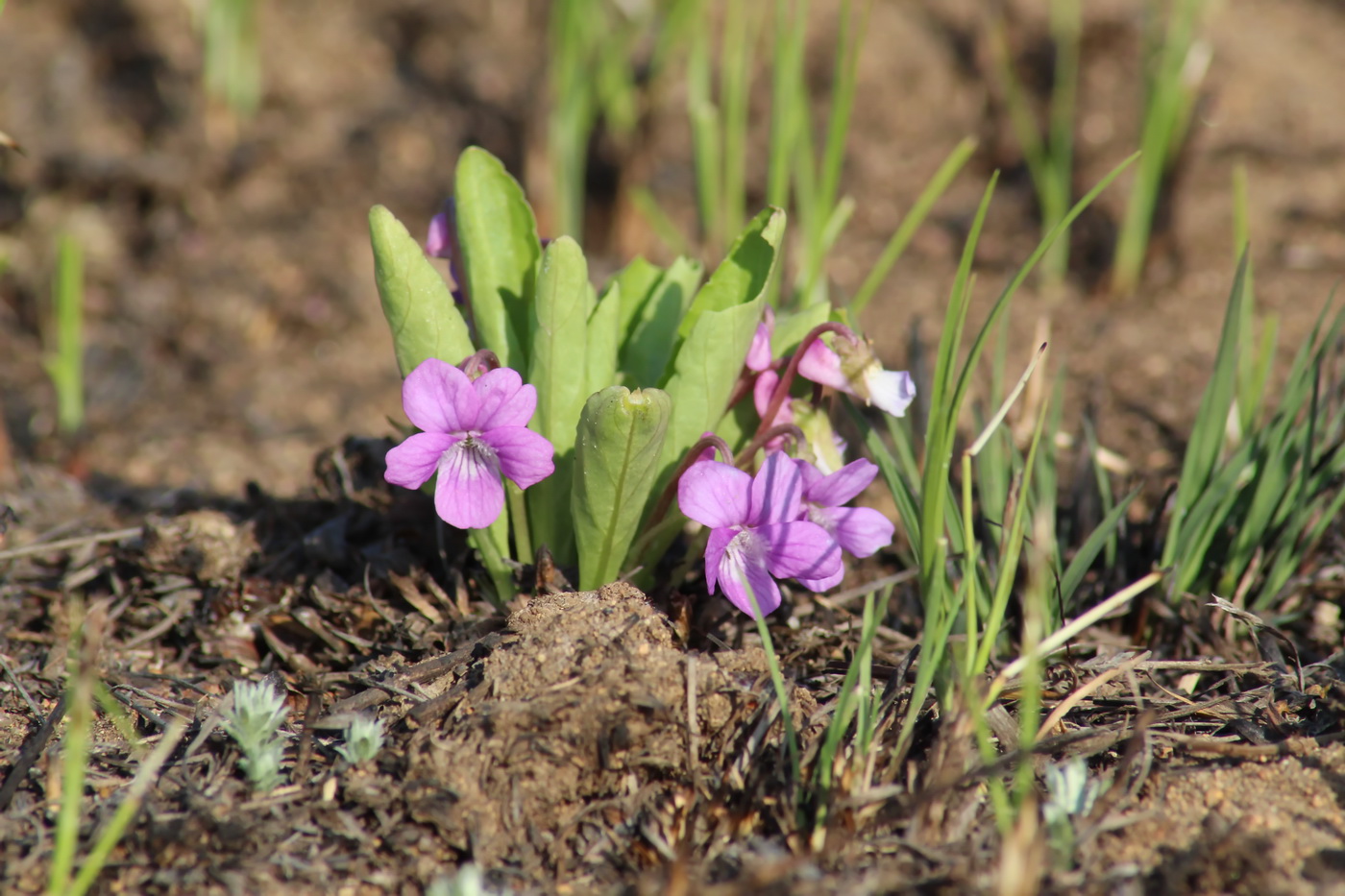 Изображение особи Viola gmeliniana.