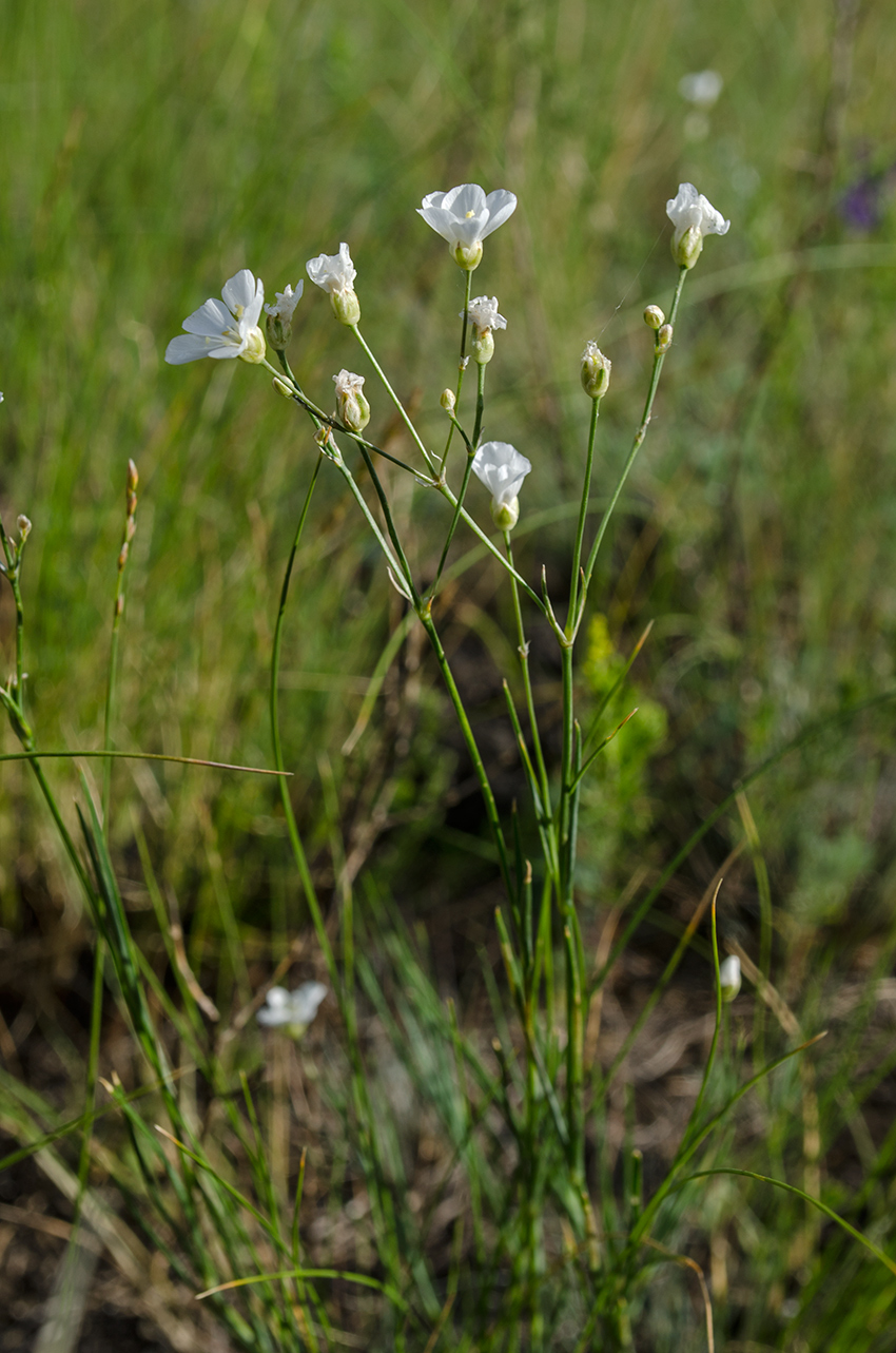 Image of Eremogone koriniana specimen.