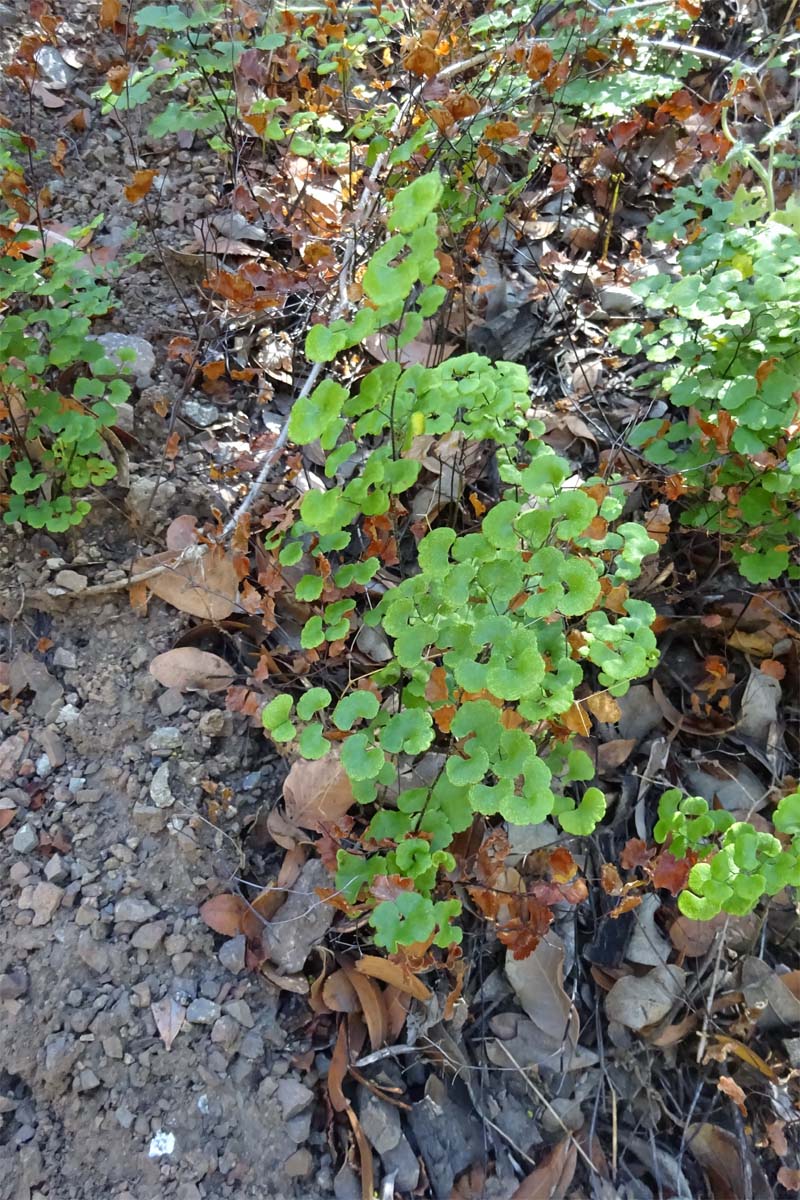 Image of Adiantum sulphureum specimen.