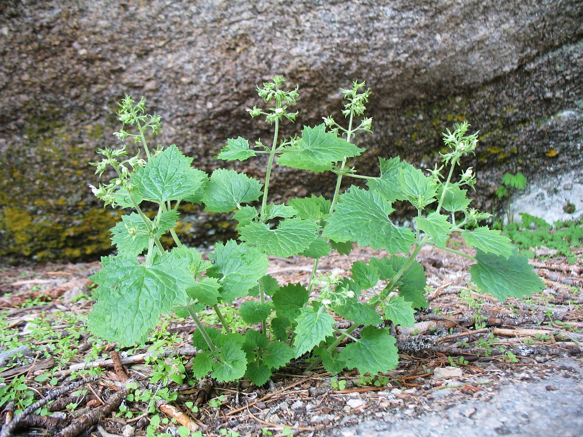 Image of Scrophularia altaica specimen.