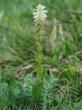 Lagotis integrifolia. Цветущее растение. Алтай, плоскогорье Укок, Джумалинские ключи, ≈ 2400 м н.у.м., субальпийский луг. 22.07.2010.