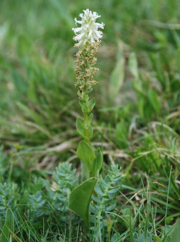 Изображение особи Lagotis integrifolia.