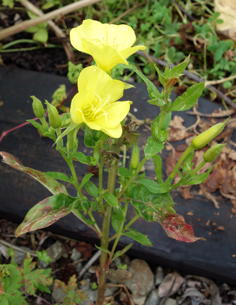 Изображение особи Oenothera biennis.