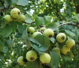 Pyrus pyraster. Ветвь с плодами. Краснодарский край, станица Шкуринская, на улице у дороги. 16.08.2010.