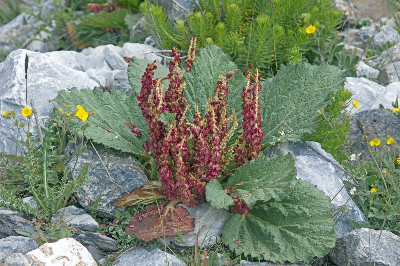 Image of Rheum spiciforme specimen.