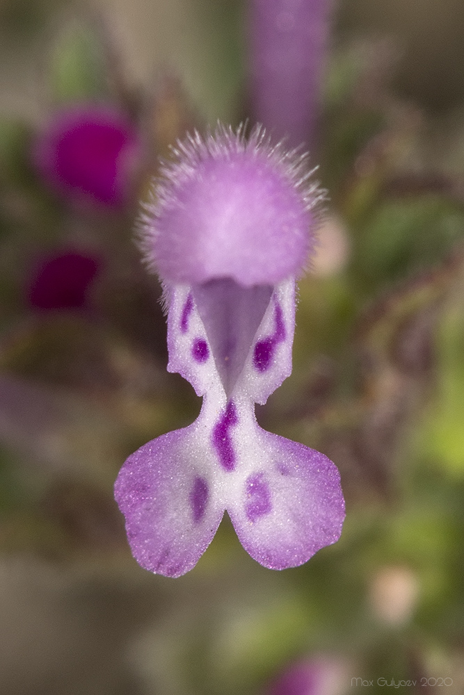 Image of Lamium amplexicaule specimen.