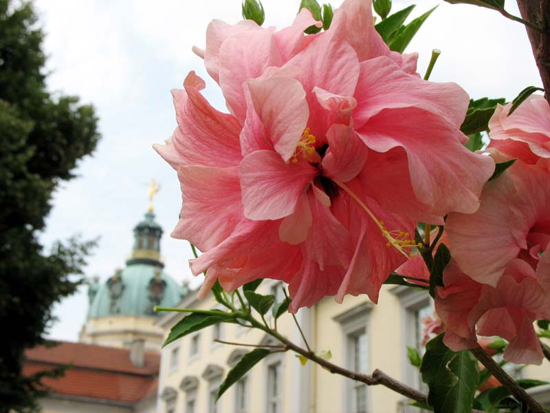 Image of Hibiscus rosa-sinensis specimen.