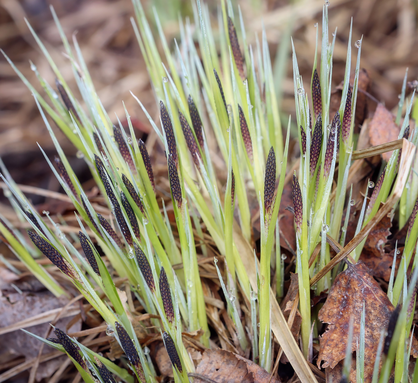 Image of Carex cespitosa specimen.