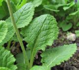 Primula meyeri