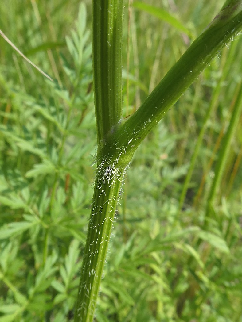 Изображение особи Laserpitium prutenicum.