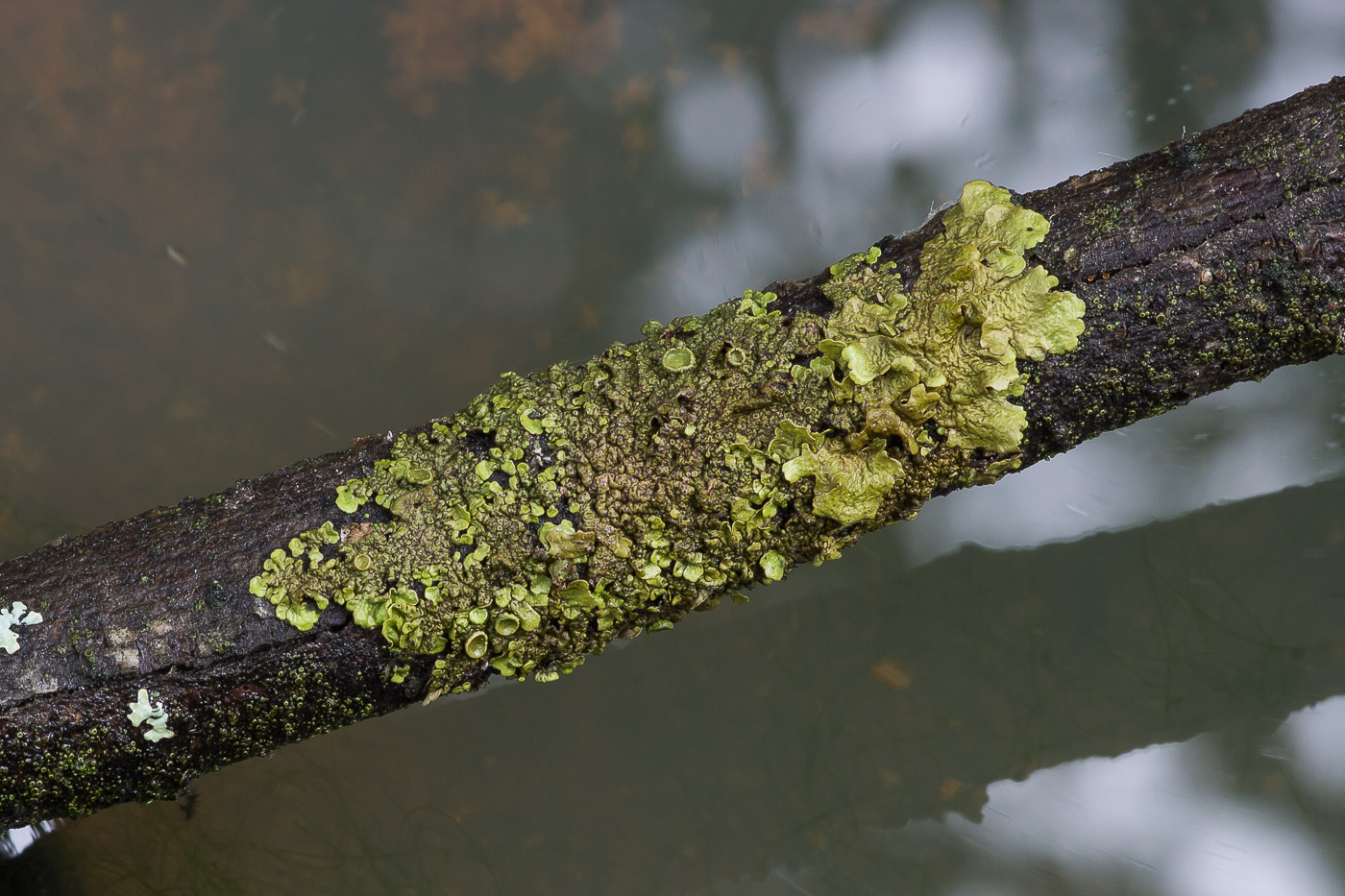 Image of Melanohalea olivacea specimen.