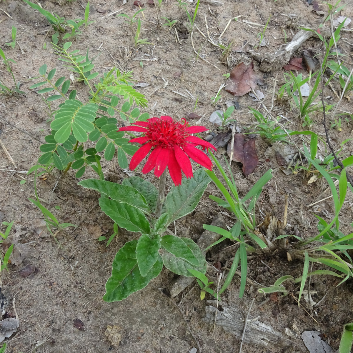 Изображение особи Erythrocephalum longifolium.