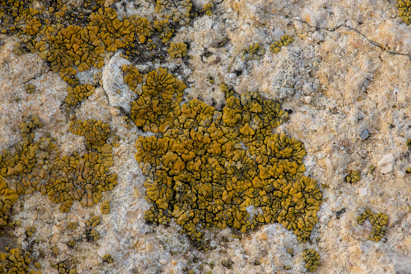 Image of Caloplaca decipiens specimen.