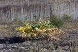 Ferula foetida. Розетка прикорневых листьев. Пустыня Кызылкум. 02.05.2010.