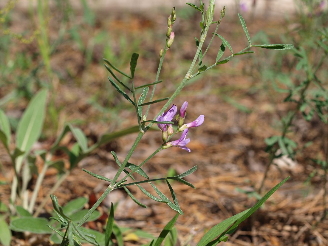 Image of Astragalus arenarius specimen.