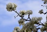 Pyrus calleryana. Верхушка ветви с соцветиями ('Chanticleer'). Испания, автономное сообщество Каталония, провинция Жирона, комарка Баш-Эмпорда, муниципалитет Палафружель, ботанический сад \"Кап-Роч\". 27.03.2021.