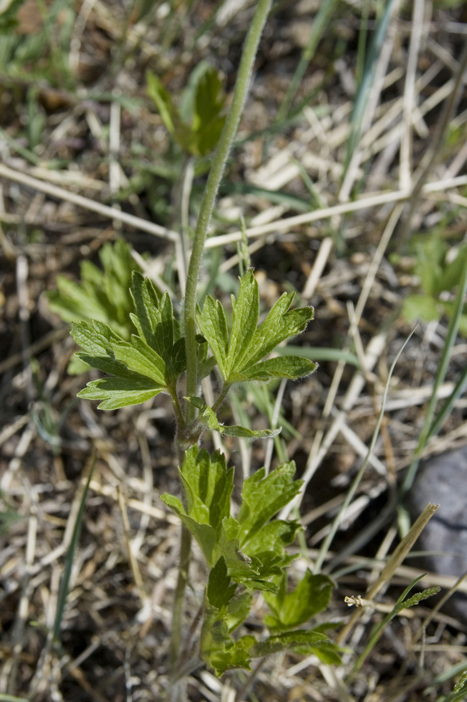 Изображение особи Anemone sylvestris.