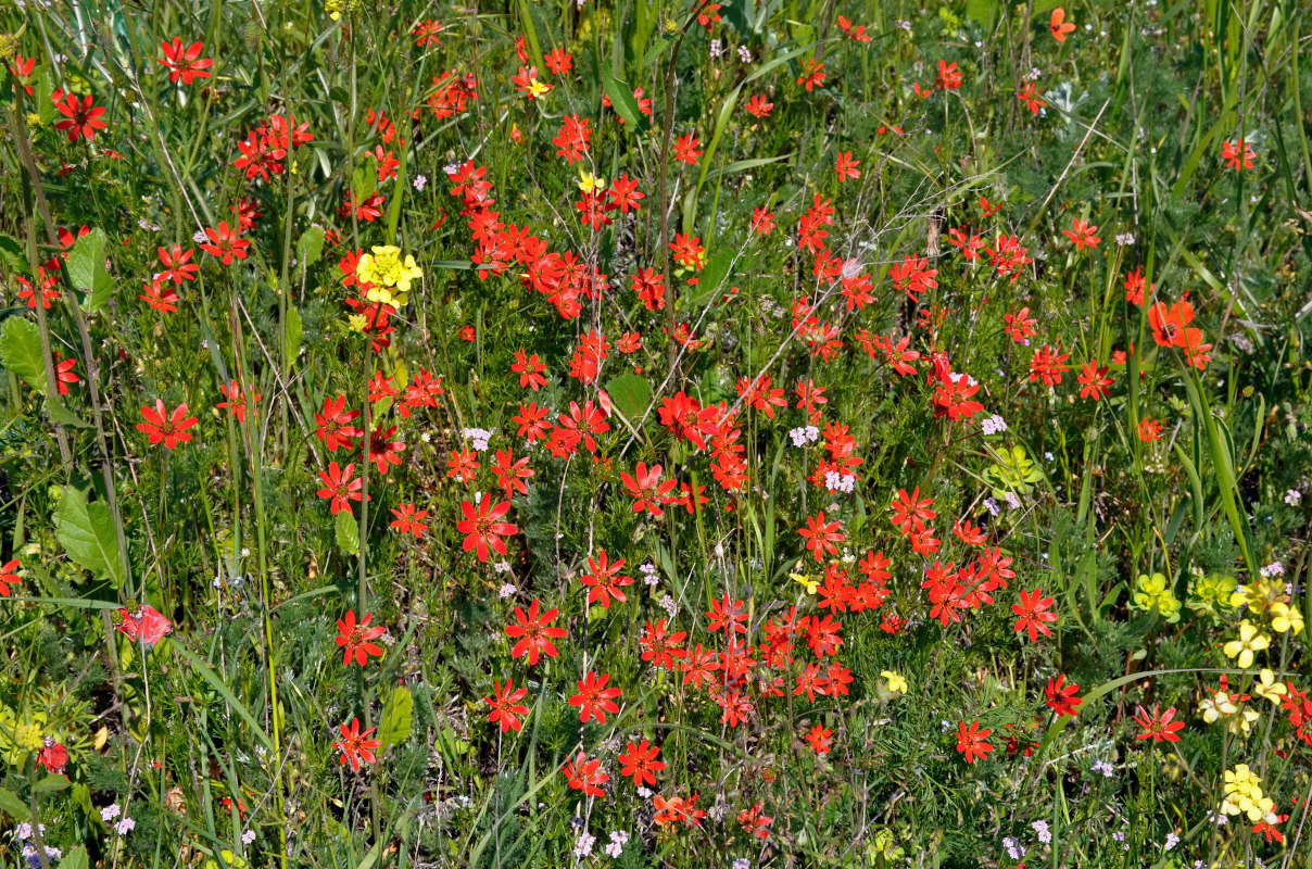 Image of Adonis flammea specimen.