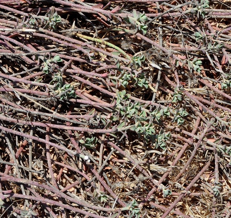 Image of Euphorbia cassia specimen.