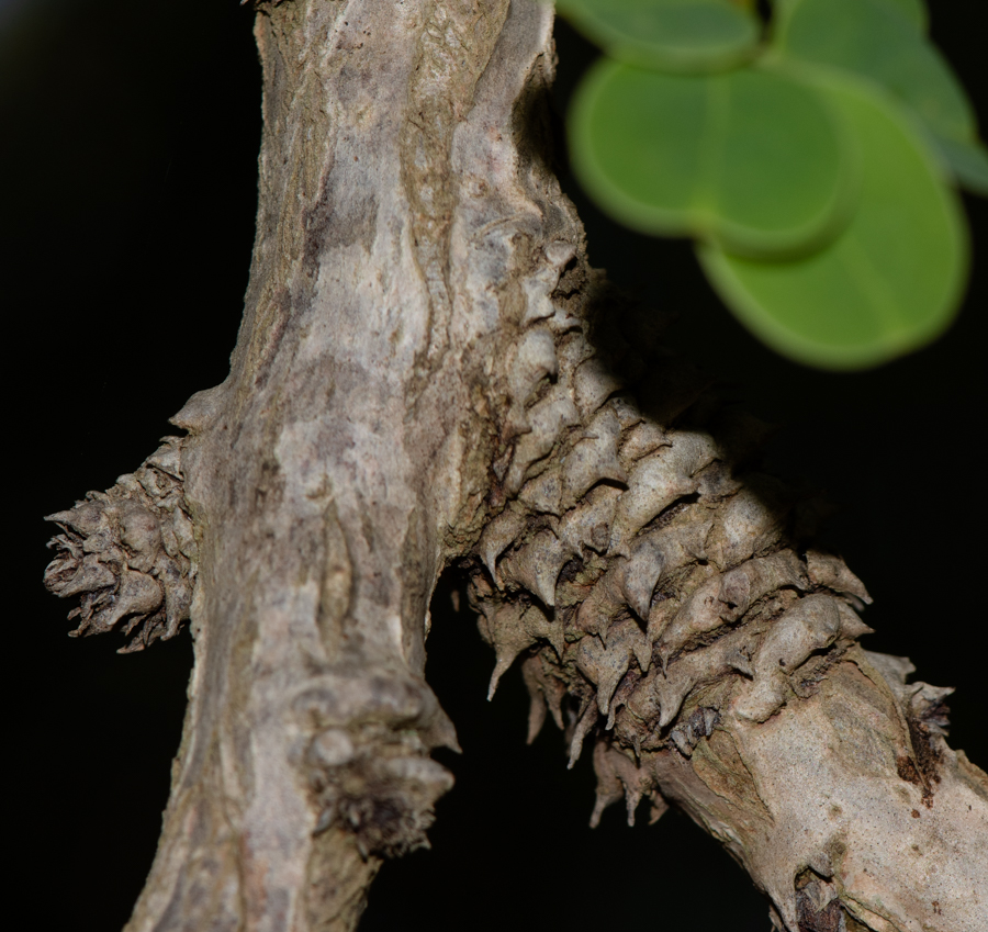 Image of genus Phyllanthus specimen.