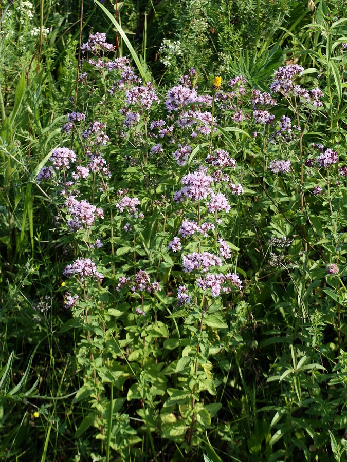 Image of Origanum vulgare specimen.