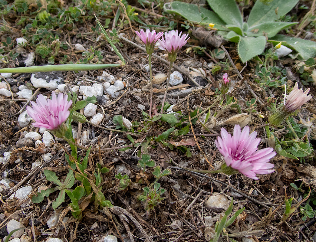 Image of Crepis rubra specimen.