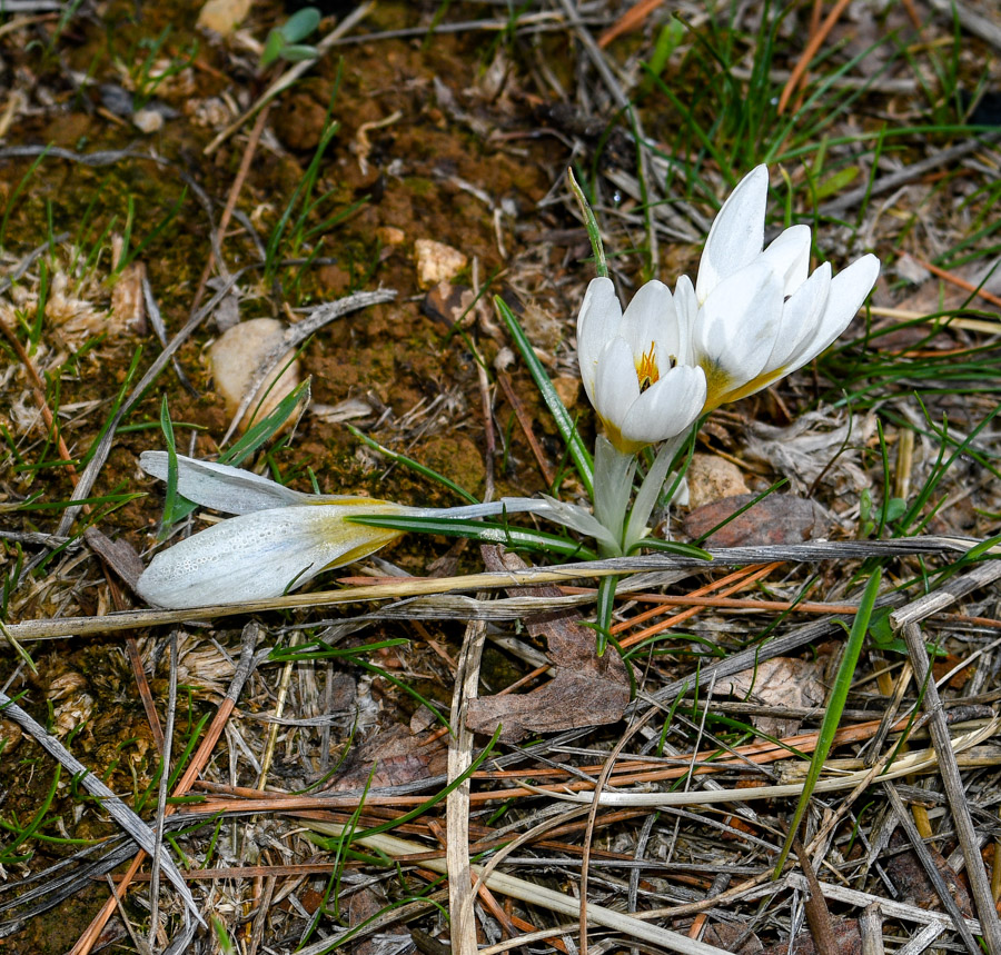 Image of Crocus hyemalis specimen.