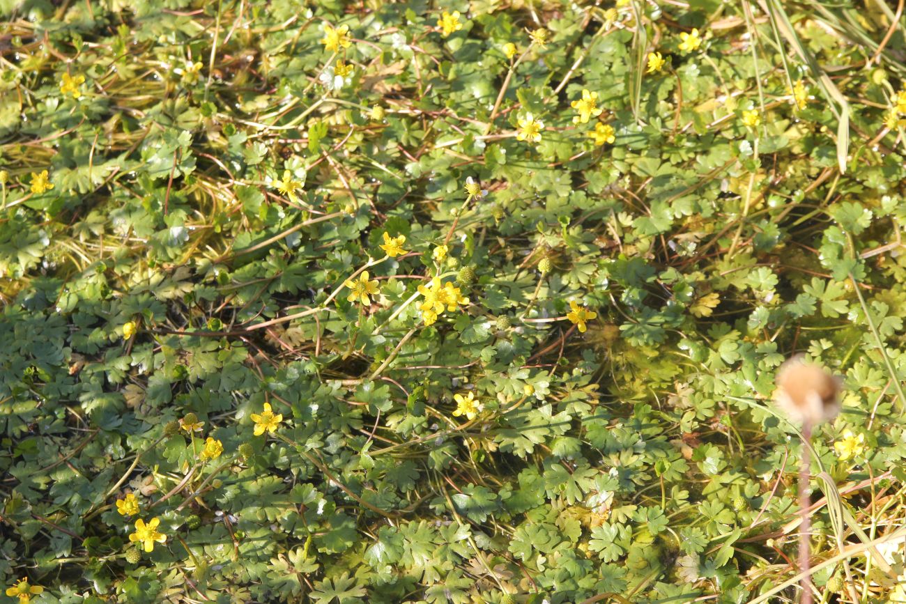 Image of Ranunculus natans specimen.