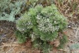 Limonium caspium. Цветущее растение. Крым, Арабатская стрелка, солончак. 7 августа 2021 г.