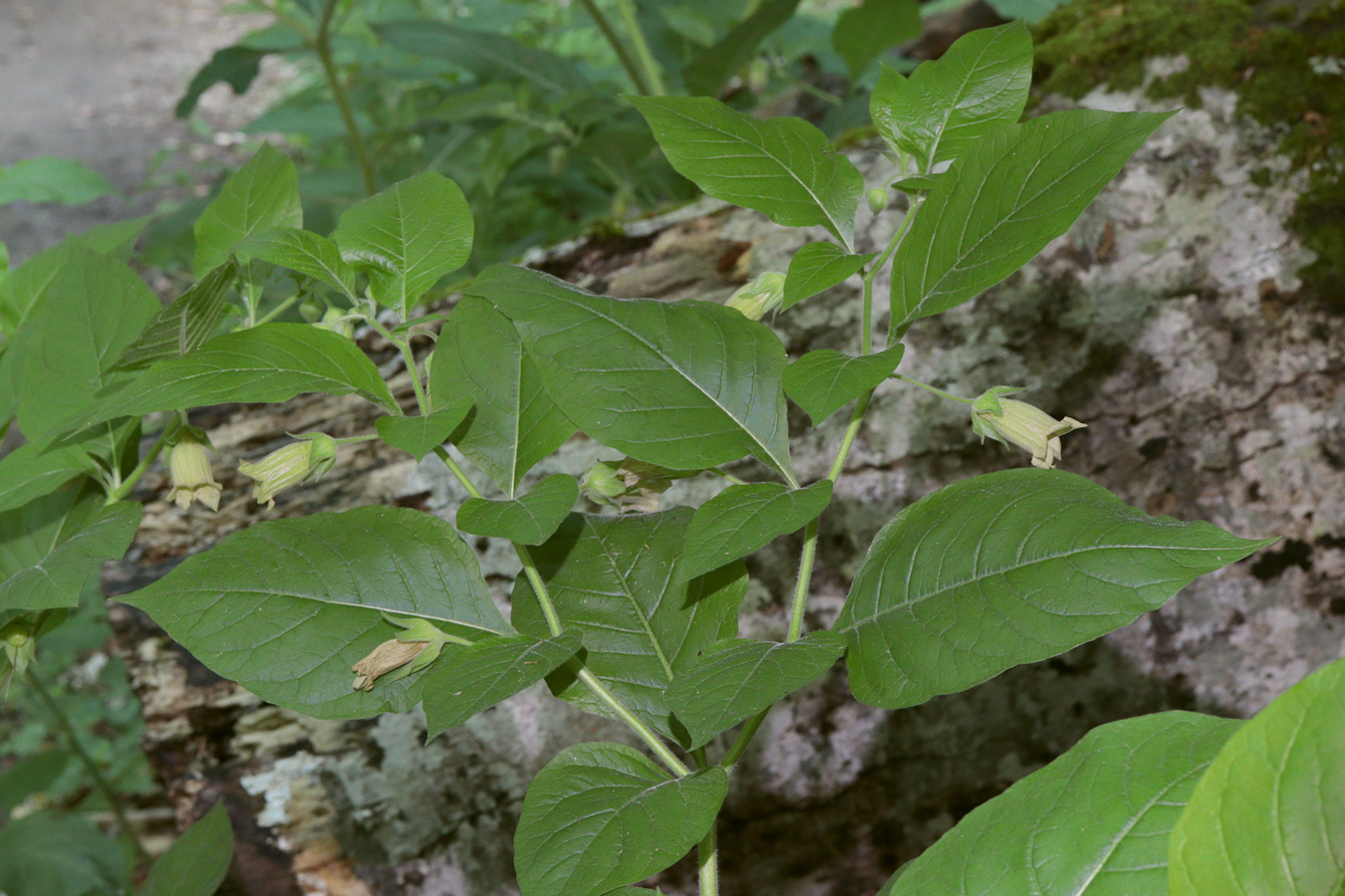 Image of Atropa bella-donna specimen.