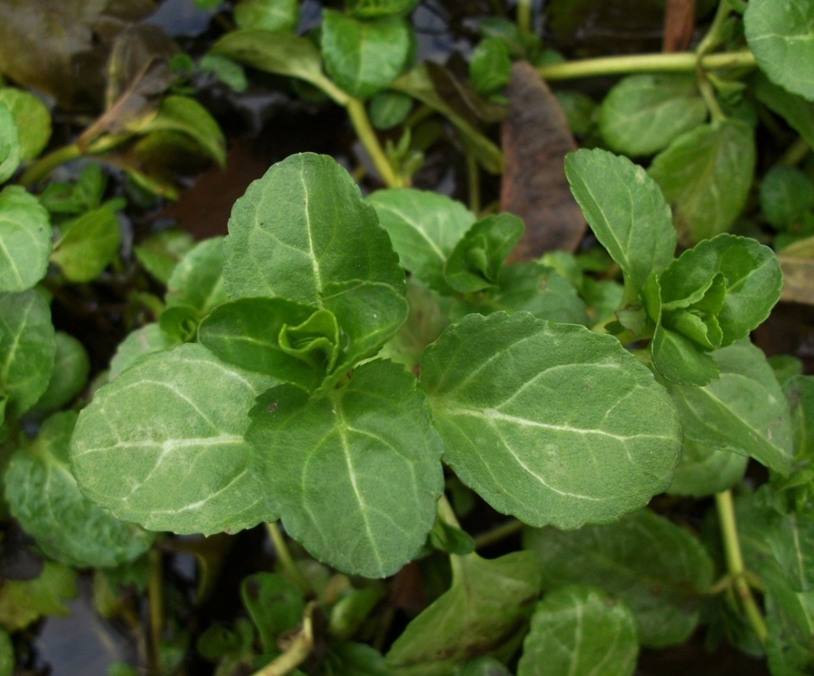 Image of Veronica beccabunga specimen.