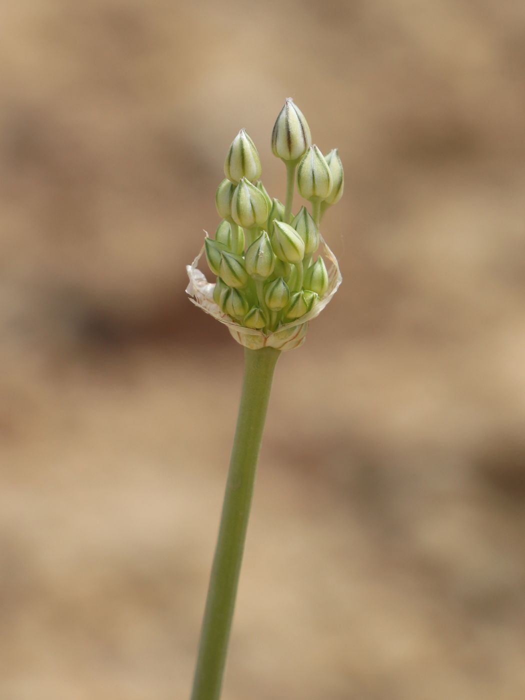 Image of Allium borszczowii specimen.