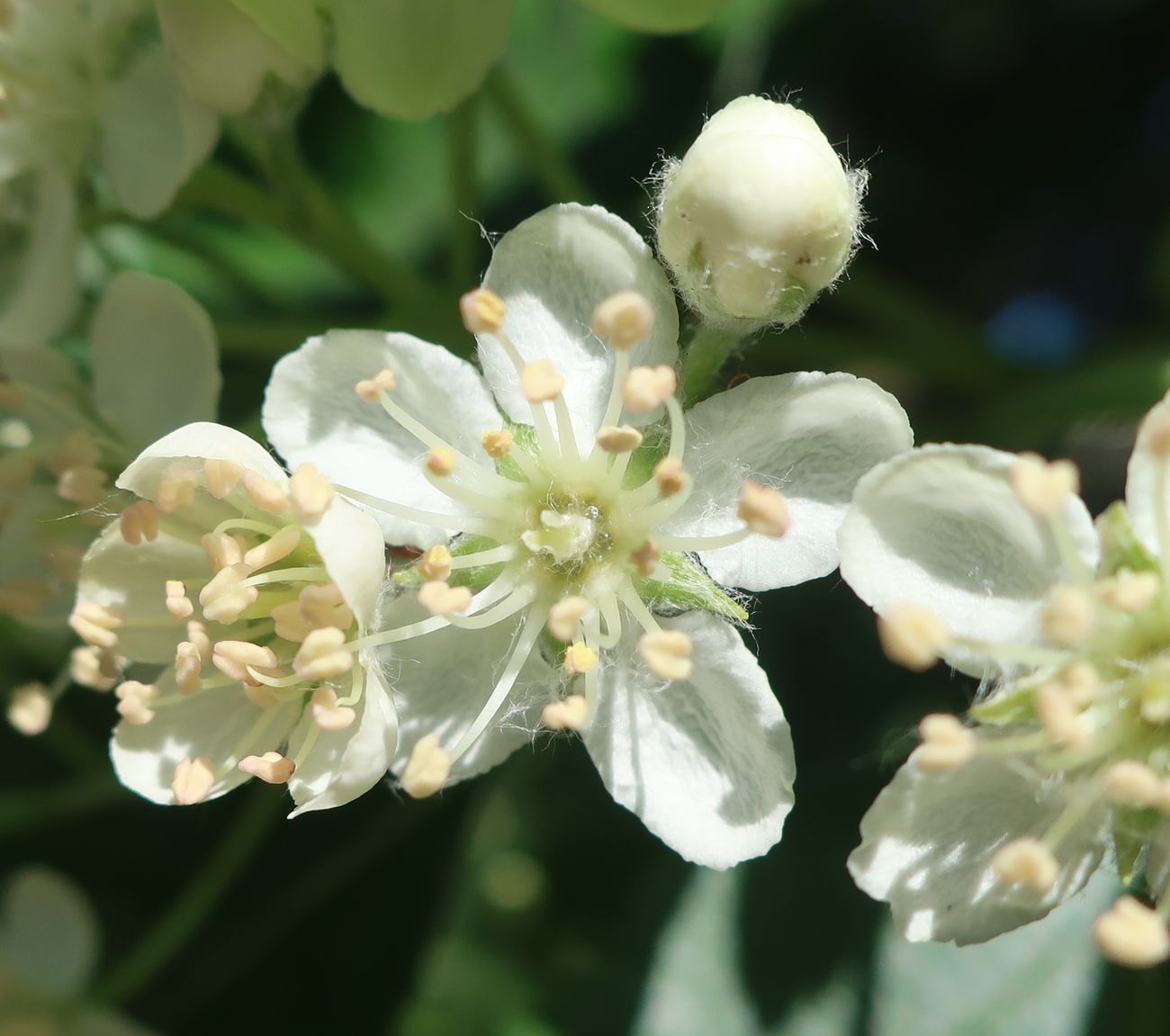 Изображение особи Sorbus hybrida.