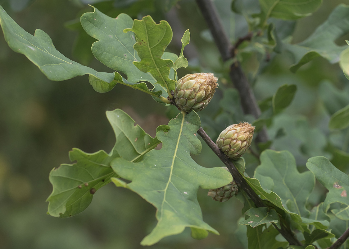 Изображение особи Quercus robur.