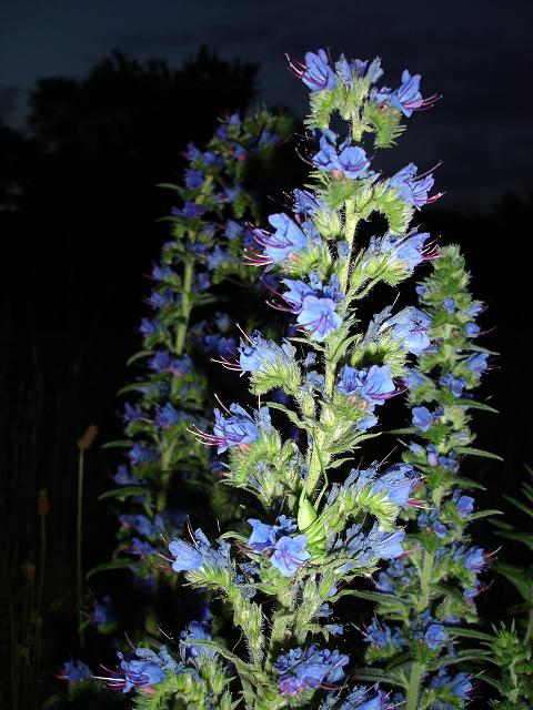 Изображение особи Echium vulgare.