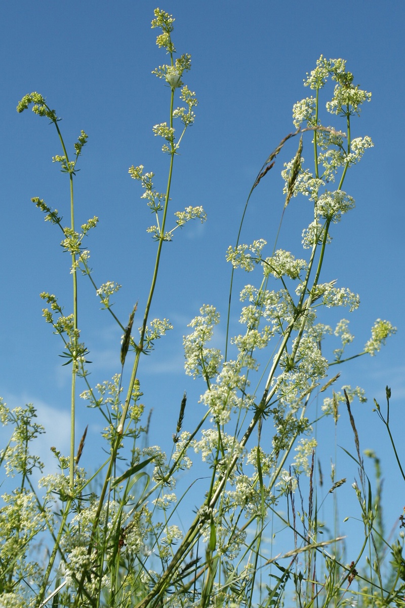 Image of Galium album specimen.