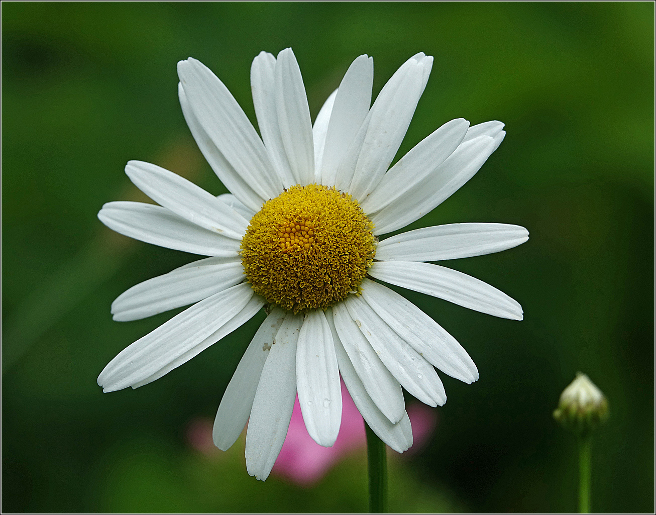 Image of Leucanthemum ircutianum specimen.