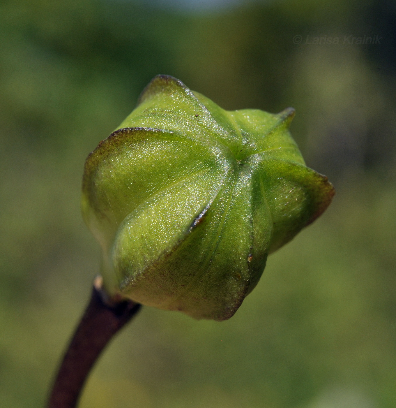 Изображение особи Lilium distichum.