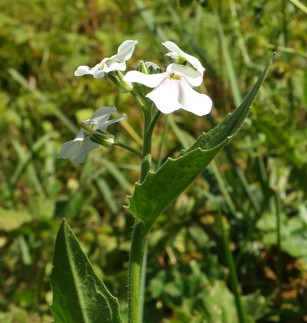 Image of Hesperis voronovii specimen.