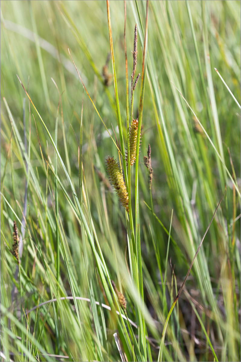 Image of Carex rostrata specimen.