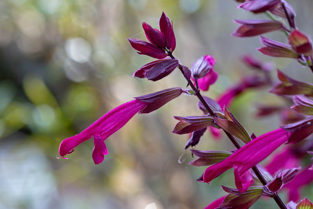 Image of genus Salvia specimen.