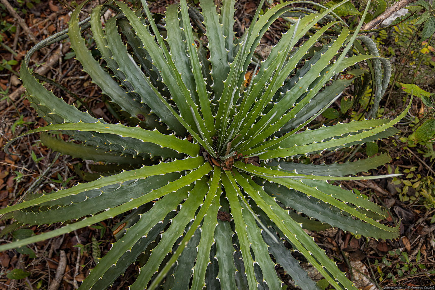 Image of familia Bromeliaceae specimen.