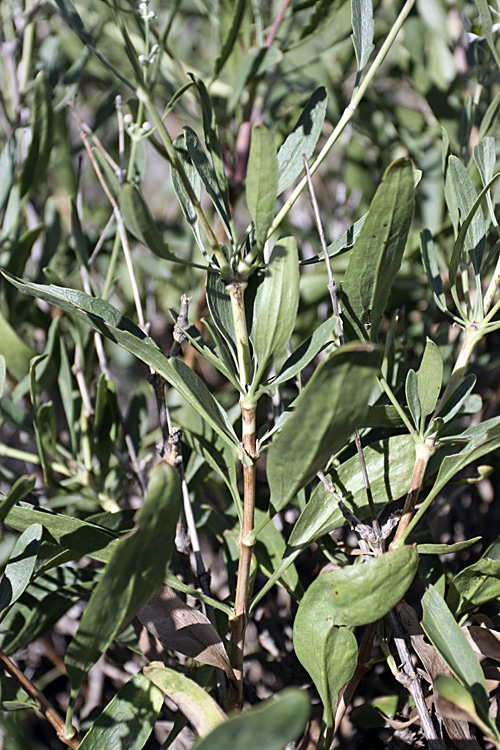 Image of Clematis songorica specimen.