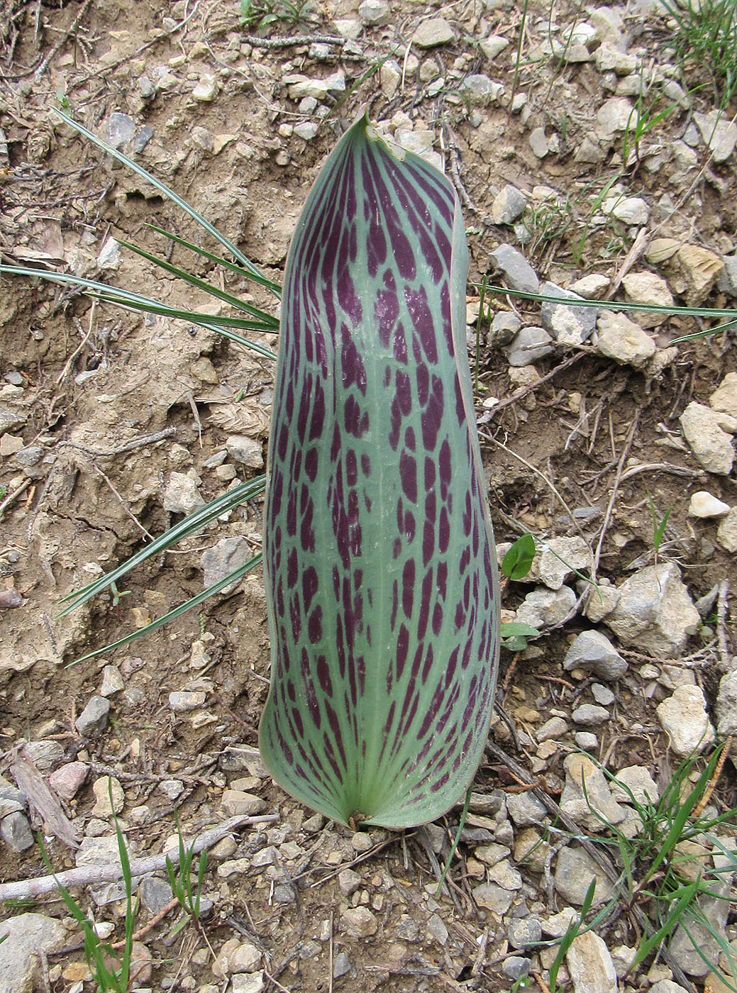 Image of Tulipa greigii specimen.