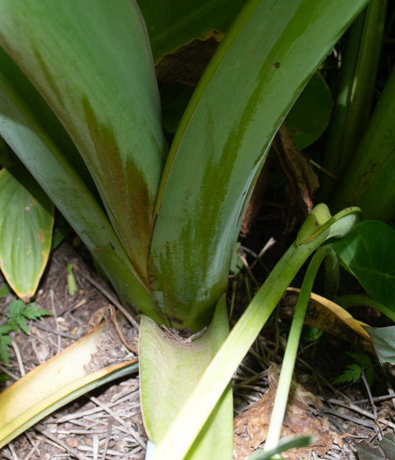 Image of genus Xanthosoma specimen.