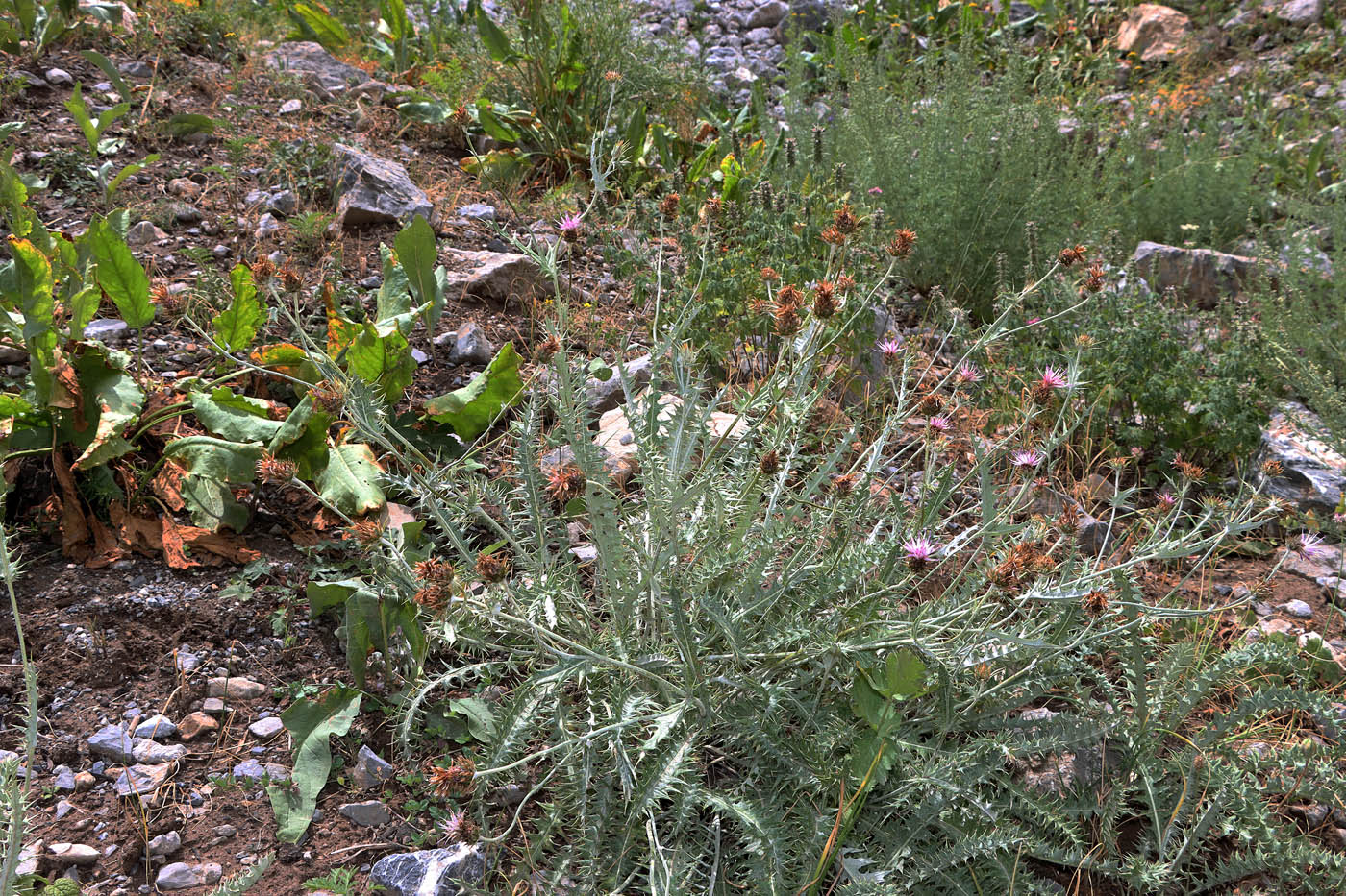 Image of Cousinia pterolepida specimen.