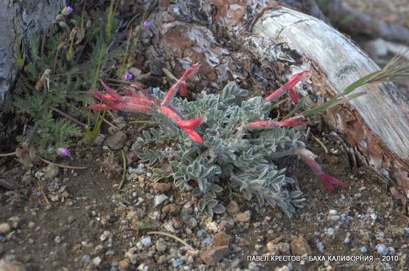 Изображение особи Astragalus monoensis.